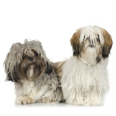 couple of Shih Tzu in front of ewhite background