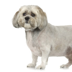 Lhasa Apso in front of white a background