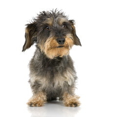 Coarse haired Dachshund in front of a white background