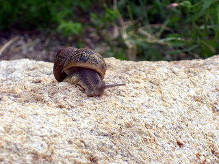 caracol
