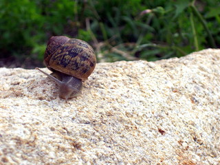 caracol