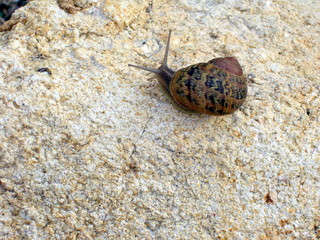 caracol