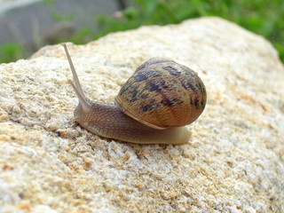 caracol