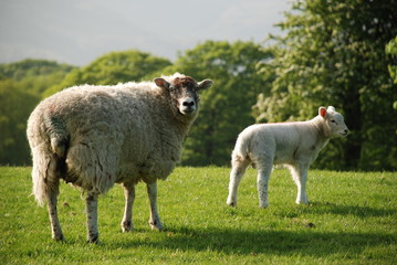 Sheep and Spring Lamb in a field
