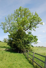 Tree in field with gate in sunshine