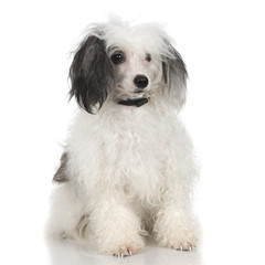 chinese crested dog in front of a white background