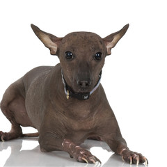 Peruvian Hairless dog in front of a white background