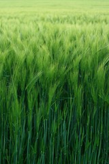 barley  closeup