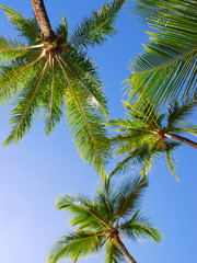 Fototapeta premium sous les cocotiers