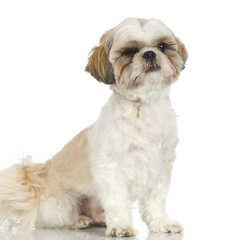 adult Shih Tzu in front of white background