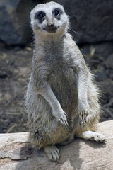 Fototapeta premium A curious adult suricate basking in the sunshine