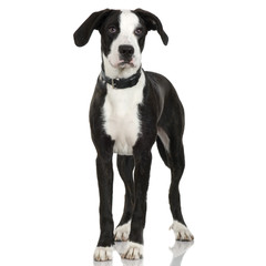 puppy American Staffordshire terrier crossing