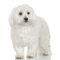 Obraz premium Adult maltese dog in front of a white background