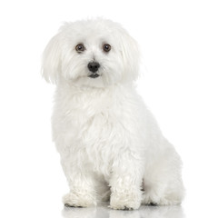 Cute Adult maltese dog in front of a white background