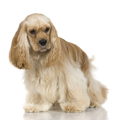 adult American Cocker Spaniel Breed