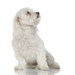 old maltese dog looking-up in front of white a background