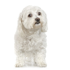 old maltese dog sitting in front of white a background