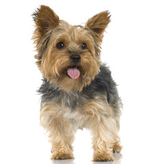 Adult Yorkshire Terrier in front of a white background