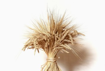 Obraz premium Gold wheat on white background