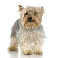 adult Yorkshire Terrier in front of a white background