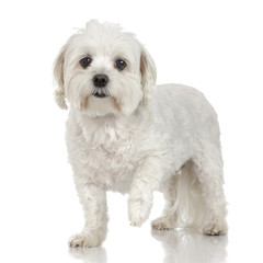 Old maltese dog standing in front of a white background