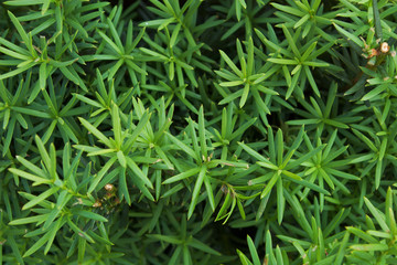 green juniper needles texture