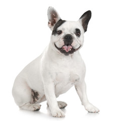 french Bulldog adult in front of a white background.