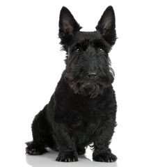 Scottish Terrier in front of a white background