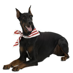 Doberman Pinscher in front of a white background