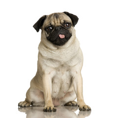 Pug stitting in front of white background