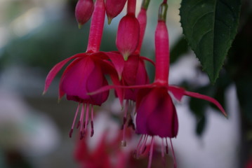 fucsia