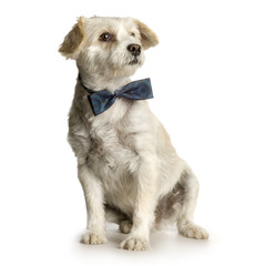 old dirty dog in front of white background with bow tie