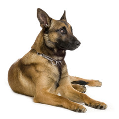 german shepherd lying down in front of white background