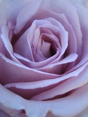 Fototapeta na wymiar rose bleue