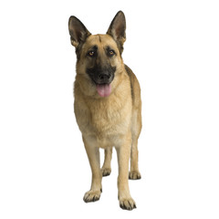 german shepherd standing up in front of white background