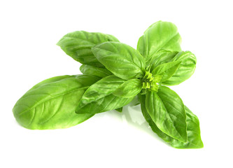 basil
