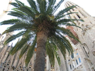 Palmera en la Sagrada Familia