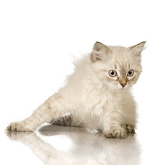 Blu-tabby-point Birman kitten in front of a white background