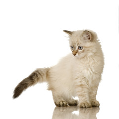 Blu-tabby-point Birman kitten in front of a white background