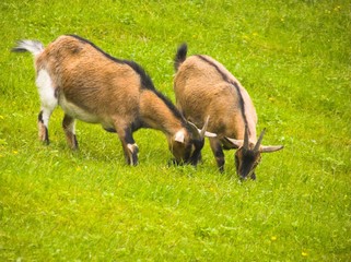 goats