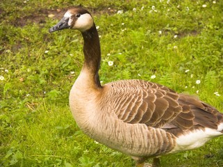 goose