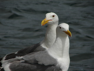 Seagulls