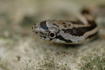 A macro photo of a juvenile black ratsnake.