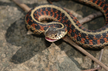 A garter snake 