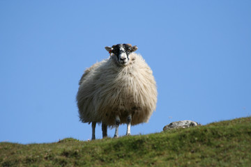 sheep against blue sky © Stephen Finn