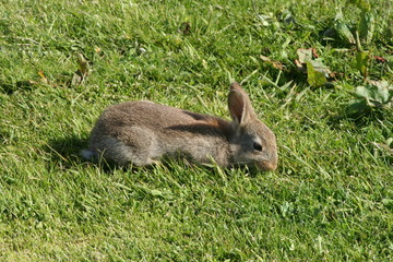 young rabbit eating