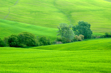 Green sloping wheat fields.