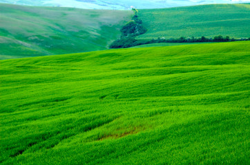 Fototapeta premium Green sloping wheat fields.