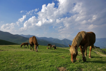 chevaux de montagne