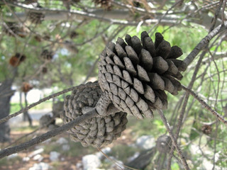 two pine cones